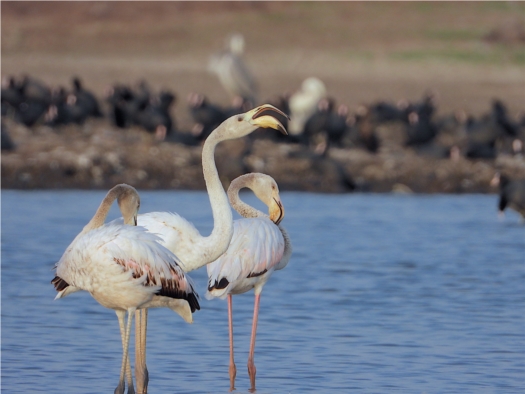 Birding @ Kumbhargaon-Bhigwan