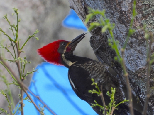 Costa Rica - San Jose