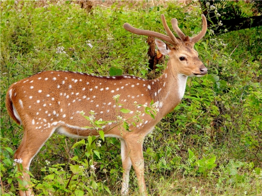 MY FIRST DATE WITH BANDIPUR