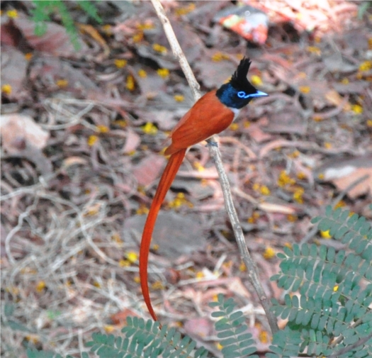 Indian Paradise Flycatcher