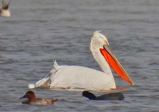 Pelicans... in India and elsewhere