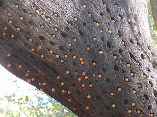 THE GRANARY TREE & Acorn Woodpeckers