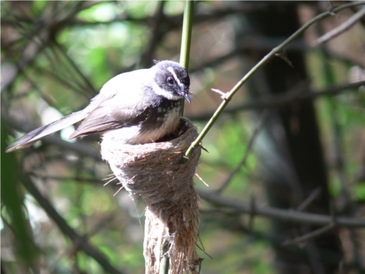 White-spotted-Fantail